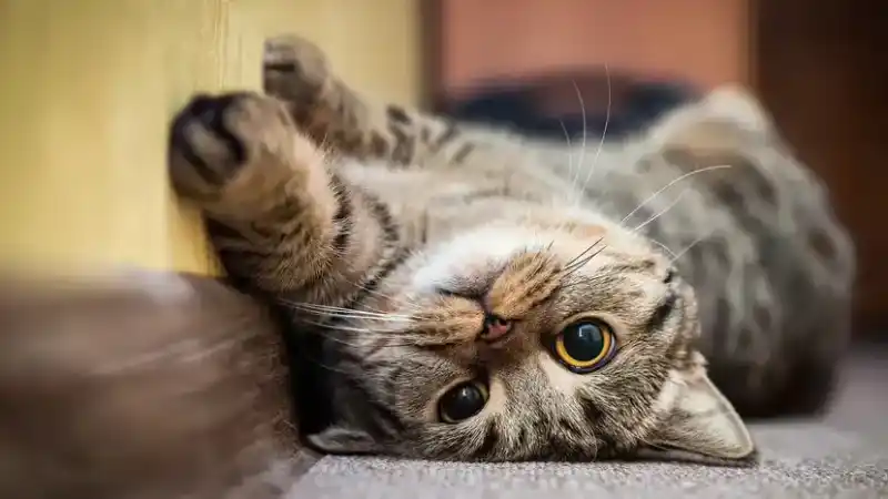 9 Brown Cat Breeds: From Chocolate Point Siamese to Havana Brown