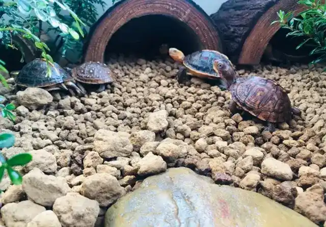 Do turtles hibernate? — A detailed explanation of turtle hibernation habits