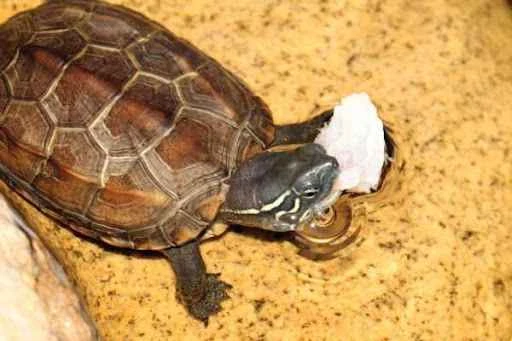 What do Chinese pond turtles eat?