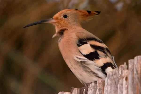 Hoopoe: Characteristics, Habitat and Diet Explained
