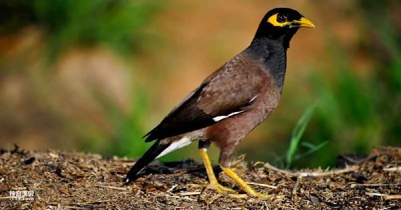 How do myna birds recognize their owners?