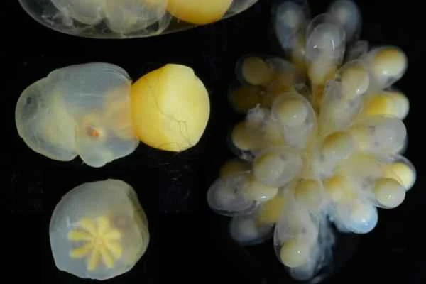 Cómo se reproducen los pulpos - Características de las crías de los pulpos