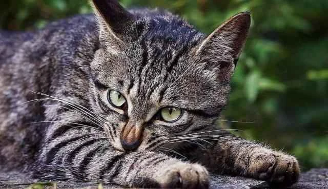 Ten signs your cat hates its owner