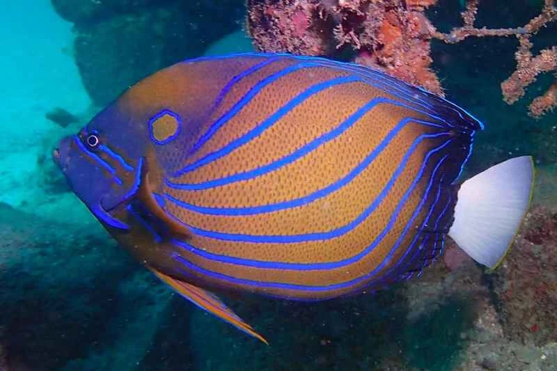 Blue-ringed angelfish (Pomacanthus annularis)