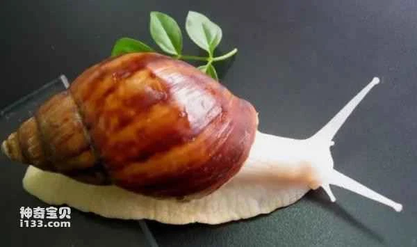 How long do snails sleep?