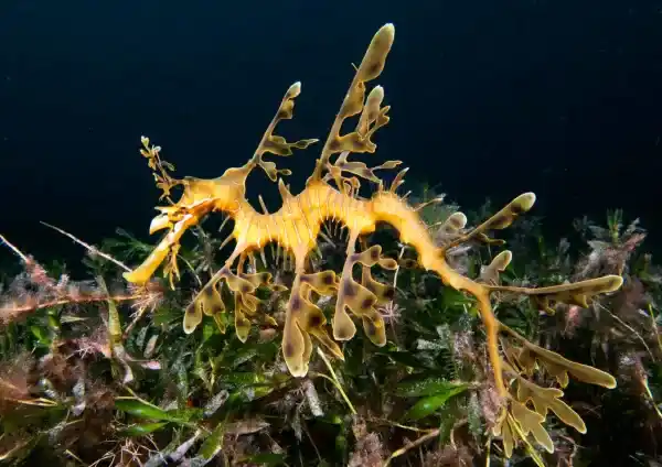 Seadragon: A Comprehensive Analysis of its Morphological Characteristics, Distribution and Habitat, Diet and Current Status