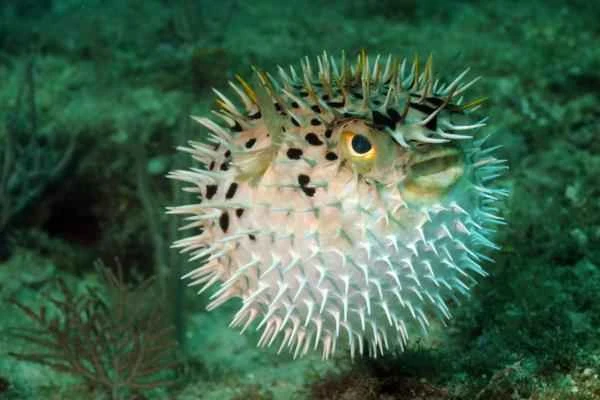 Pufferfish: Morphological Characteristics, Distribution Environment and Diet Revealed