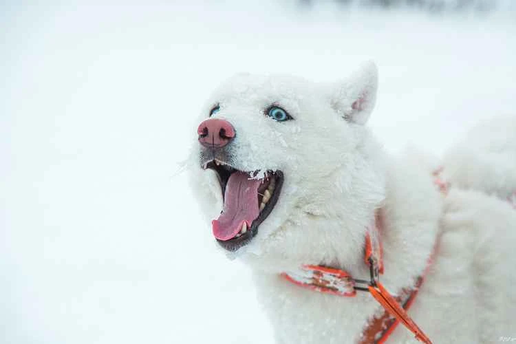 Top 10 Sled Dogs in the World