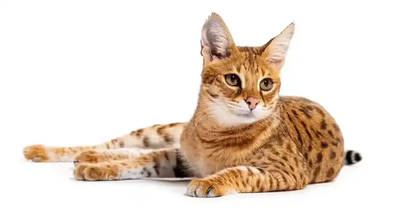 The 15 Most Expensive Cat Breeds in the World: A Comprehensive Analysis of Their Prices, Characteristics, and Value for Ownership